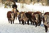 Harrell Herd bulls : click for full image.