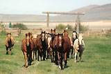 Young Harrell-Mackenzie horses. click to enlarge
