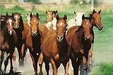 Young horses coming in : click to see full image.