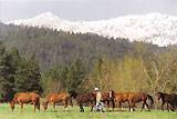 Horses in the pasture :: click to enlarge.