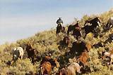 Horses coming down a hill : click to enlarge.