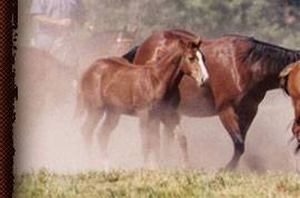Mackenzie Ranch horses.