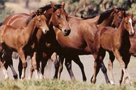 Quarter Horse mares and foals.