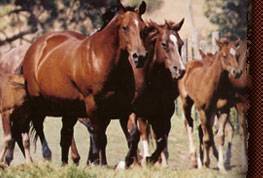 Harrell horses.
