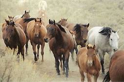 Harrell - Mackenzie Quarter Horses