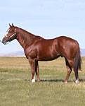 RR Frenchmans Bully