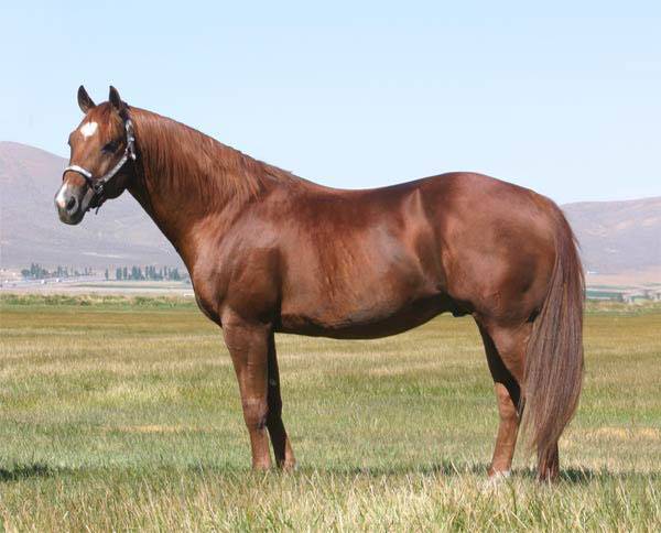 Sorrel Quarter Horse. 1996 Sorrel Stallion - AQHA #